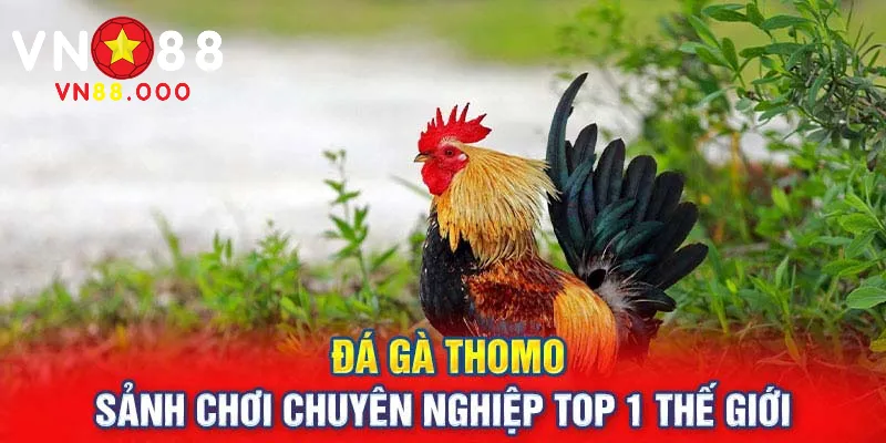 Đá gà Thomo – Điểm Đến Tuyệt Vời Cho Người Mê Đá Gà Trên VN88 1 tổng quan về sảnh cược đá gà thomo